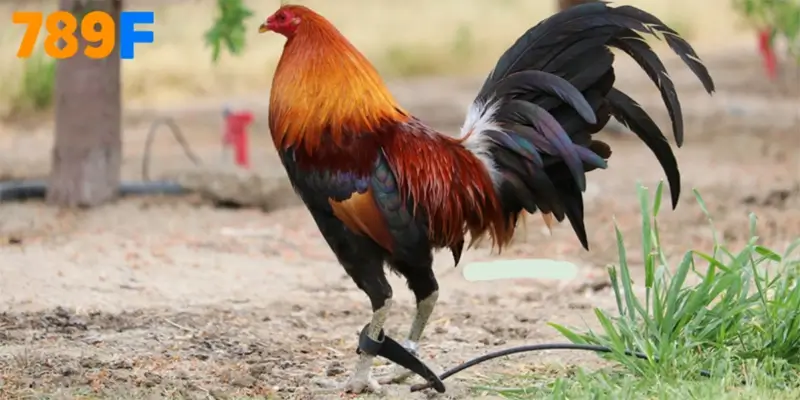 Gà Mỹ thường có thân gọn, cơ chắc, lông bóng